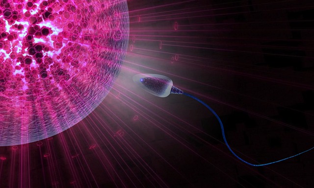 Entenda o que é fertilidade, infertilidade e esterilidade