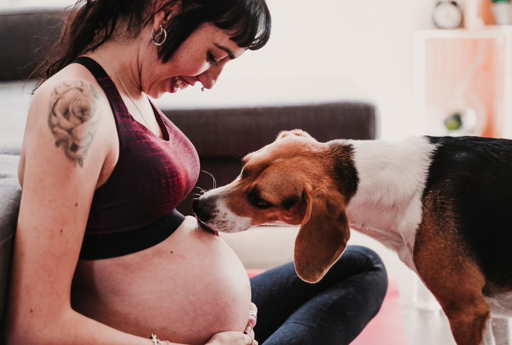 Como preparar o bichindo de estimação para a chegada do bebê